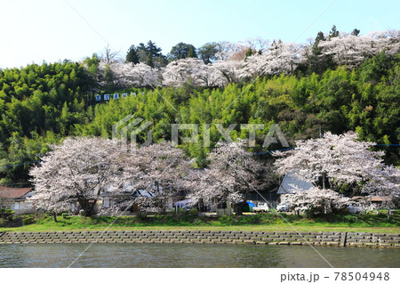 三刀屋城址公園　満開の桜 78504948