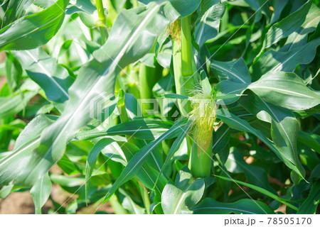 トウモロコシ畑 78505170