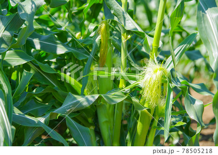 トウモロコシ畑 78505218