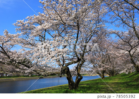 三刀屋川河川敷公園 満開の桜並木 三刀屋川河川敷公園 満開の桜並木 78505392