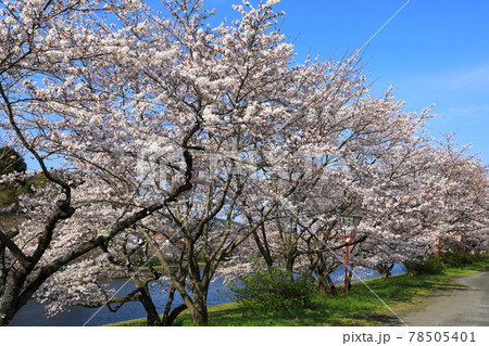 三刀屋川河川敷公園　満開の桜並木 78505401
