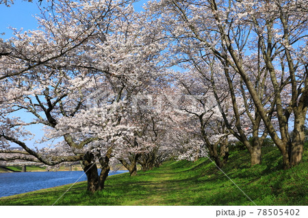 三刀屋川河川敷公園　満開の桜並木 78505402