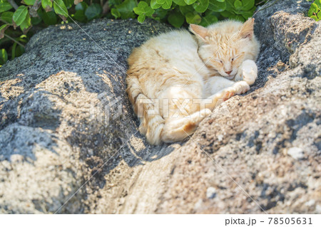 岩場の木陰で眠る茶虎猫【神奈川県・城ヶ島】 岩場の木陰で眠る茶虎猫【神奈川県・城ヶ島】 78505631