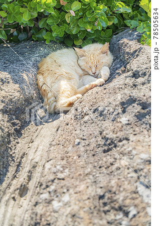 岩場の木陰で眠る茶虎猫【神奈川県・城ヶ島】 78505634