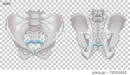 Front and back of the pelvis, sacrospinous ligament 78505682