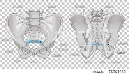 Front and back of the pelvis, sacrospinous ligament (with text) 78505683