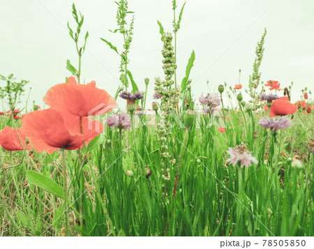 幻想的なお花畑 幻想的なお花畑 78505850