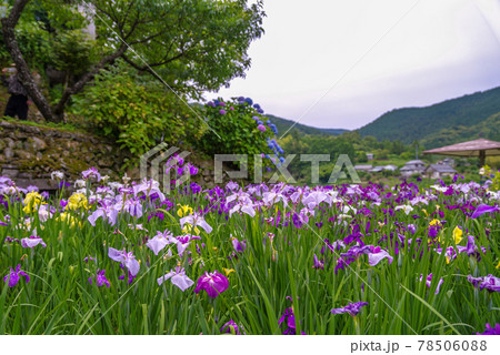 端正に整備された菖蒲園 端正に整備された菖蒲園 78506088