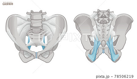 骨盤の正面と背面、仙結節靭帯 骨盤の正面と背面、仙結節靭帯 78506219