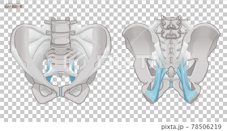 骨盤の正面と背面、仙結節靭帯 骨盤の正面と背面、仙結節靭帯 78506219