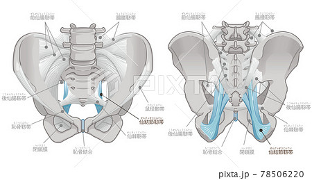 骨盤の正面と背面、仙結節靭帯（テキスト付き） 78506220