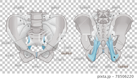 骨盤の正面と背面、仙結節靭帯（テキスト付き） 78506220