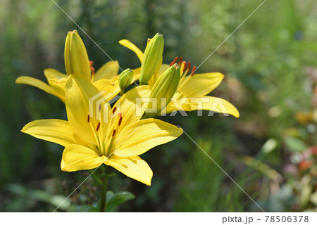 スカシユリ スカシユリ 78506378