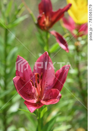 スカシユリ 78506379