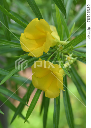 キバナキョウチクトウ 78506380