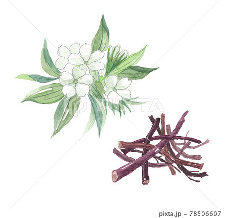 ムラサキの花と根 78506607