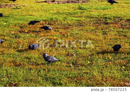 Ravens are looking for food in the grass Ravens are looking for food in the grass 78507225