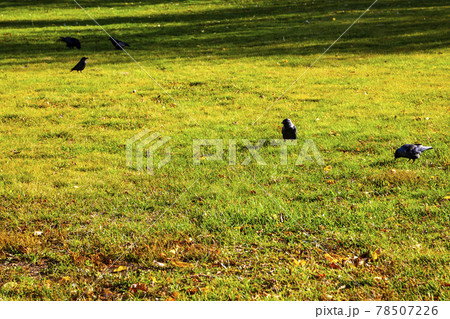 Ravens are looking for food in the grass 78507226