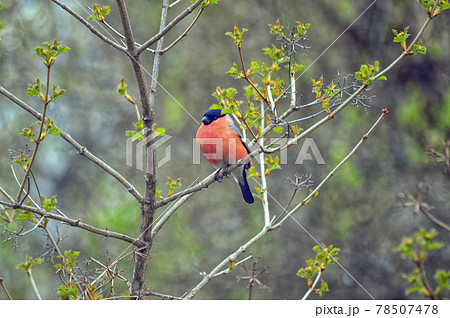 Bullfinch - the male sits on the branches of the viburnum (lat.Pyrrhula pyrrhula). Spring has come. The leaves bloom on the viburnum. Bullfinch - the male sits on the branches of the viburnum (lat.Pyrrhula pyrrhula). Spring has come. The leaves bloom on the viburnum. 78507478