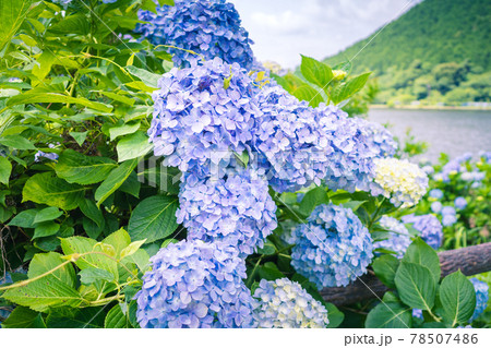 晴れの中のあじさい 鹿児島県 藺牟田池 の写真素材