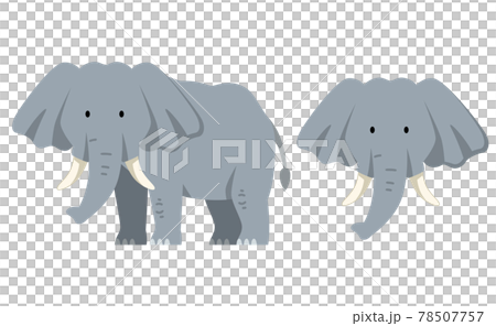 象単体のイラスト素材 象単体のイラスト素材 78507757
