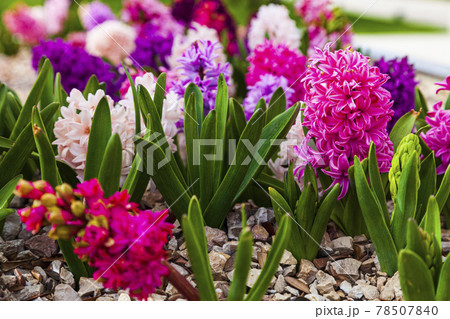 Beautiful multi-colored hyacinths. 78507840