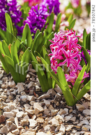 Beautiful multi-colored hyacinths. 78507842