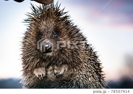 Men's hands are holding a hedgehog who has curled up in a ball, the sunset is visible on the horizon. Men's hands are holding a hedgehog who has curled up in a ball, the sunset is visible on the horizon. 78507914