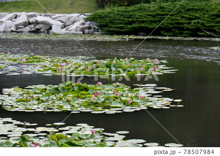 睡蓮の花 78507984