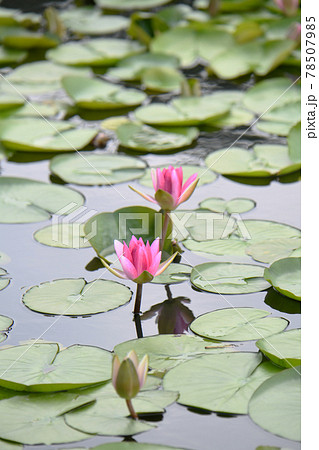 睡蓮の花 78507985