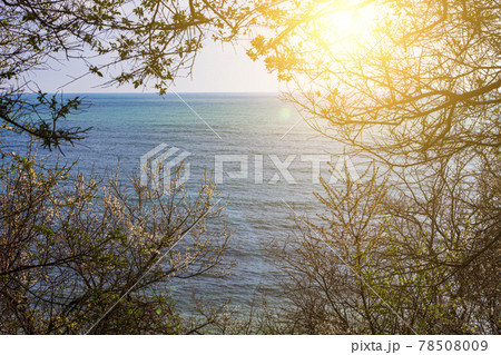 Blooming spring trees against of the blue sea. Blooming spring trees against of the blue sea. 78508009