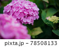 《花》紫陽花　アジサイ　季節 78508133