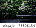《花》紫陽花　アジサイ　季節 78508134