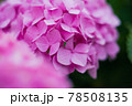 《花》紫陽花　アジサイ　季節 78508135