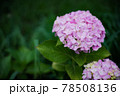 《花》紫陽花　アジサイ　季節 78508136