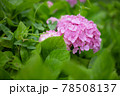 《花》紫陽花　アジサイ　季節 78508137