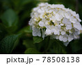 《花》紫陽花　アジサイ　季節 78508138