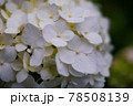 《花》紫陽花　アジサイ　季節 78508139