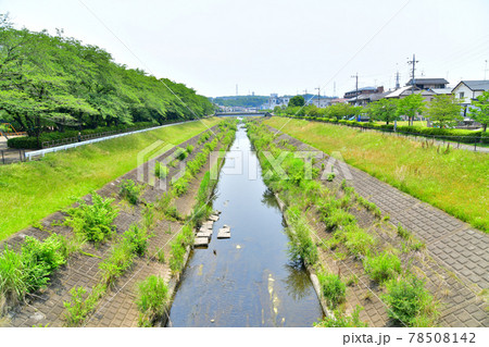 中和田橋／大栗川より上流方面を望む(東京都多摩市)【2021.6】 78508142