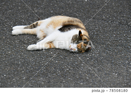 外でくつろぐ猫（11歳） 78508180