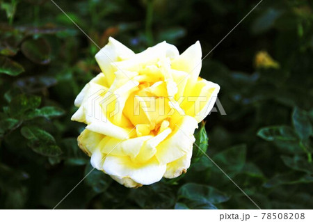 薔薇 薔薇 78508208