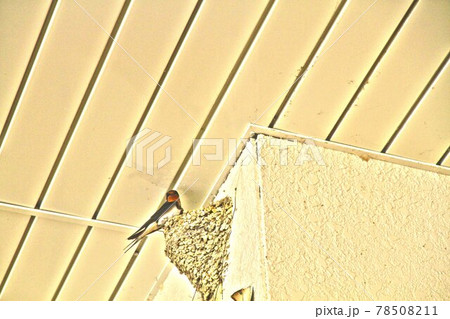 燕の巣発見 燕の巣発見 78508211