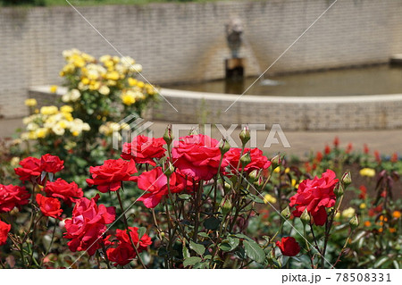 バラとライオンの噴水 78508331