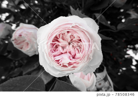 薔薇 78508346