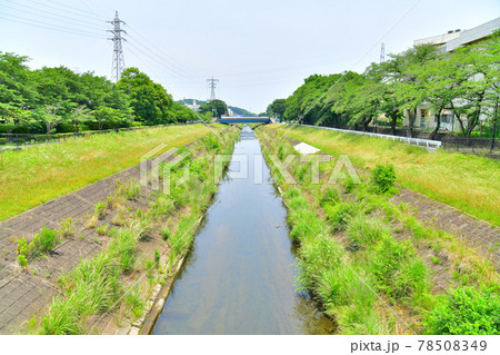 中和田橋/大栗川より下流方面を望む(東京都多摩市)【2021.6】 中和田橋/大栗川より下流方面を望む(東京都多摩市)【2021.6】 78508349
