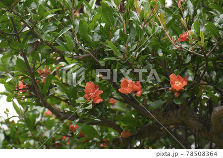 ザクロの花 ザクロの花 78508364