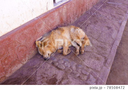 昼間の街中の通りですやすや眠る小型の野良犬 78508472