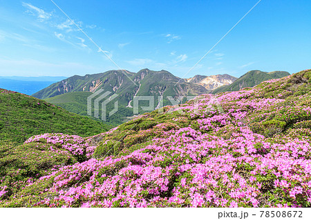 ミヤマキリシマとくじゅう連山　平治岳　大分県 78508672