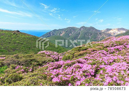 ミヤマキリシマとくじゅう連山　平治岳　大分県 78508673