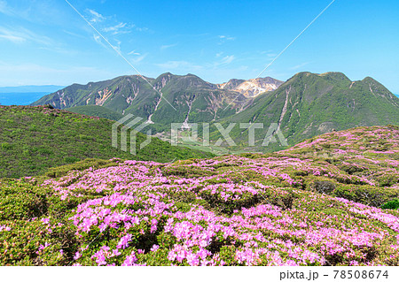ミヤマキリシマとくじゅう連山　平治岳　大分県 78508674